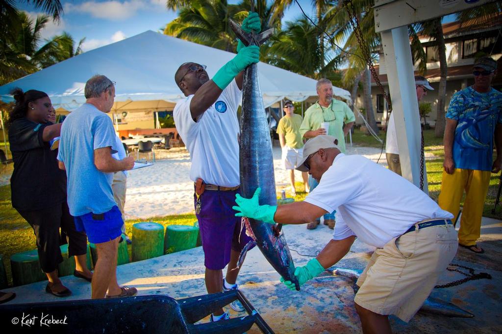 Wahoo Weigh-In © Kent Krebeck